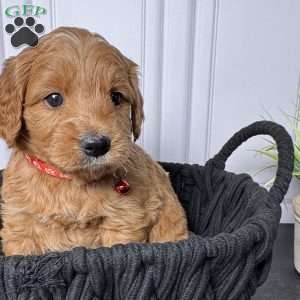 Zeus, Mini Goldendoodle Puppy